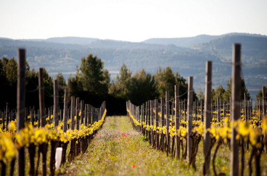 Image: Gramona vineyard