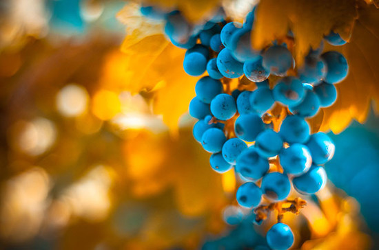 Know your wine grapes... Credit: Credit: Alamy / Konstantin Kalishko