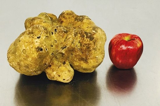 A giant white truffle auctioned by Sotheby’s for $61,250 in 2014. Credit: Sotheby’s.