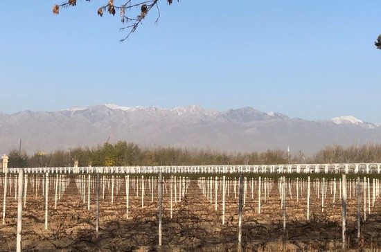 图片：张裕摩塞尔十五世酒庄正在进行埋土，远处可见贺兰山脉。