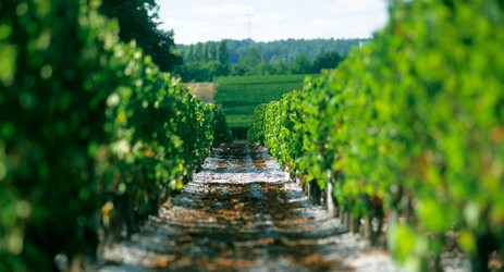 葡萄酒小测验 第六周 - 波尔多和法国西南部