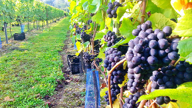 WSET二级：影响葡萄酒的因素——葡萄园的耕种