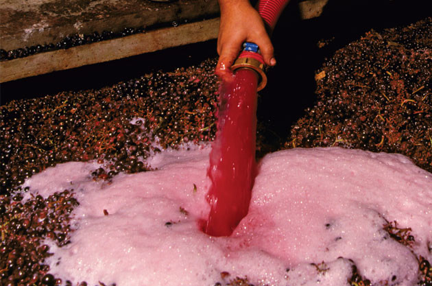WSET二级：“泡”葡萄酒的艺术：浸渍过程——影响葡萄酒的因素