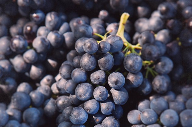 WSET Level 2: Syrah and Shiraz grapes – climatic, winery influence, most important regions