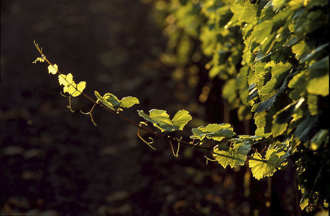葡萄酒小测验 第十三周 - 奥地利、匈牙利和希腊