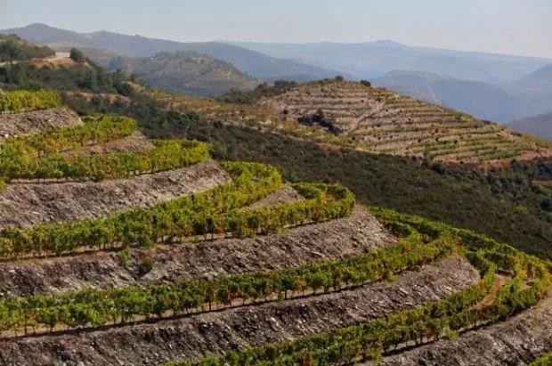 掘地三尺：土壤对葡萄酒风味到底有没有影响？科学家来砸场子了……| Alex Maltman | Decanter名家专栏
