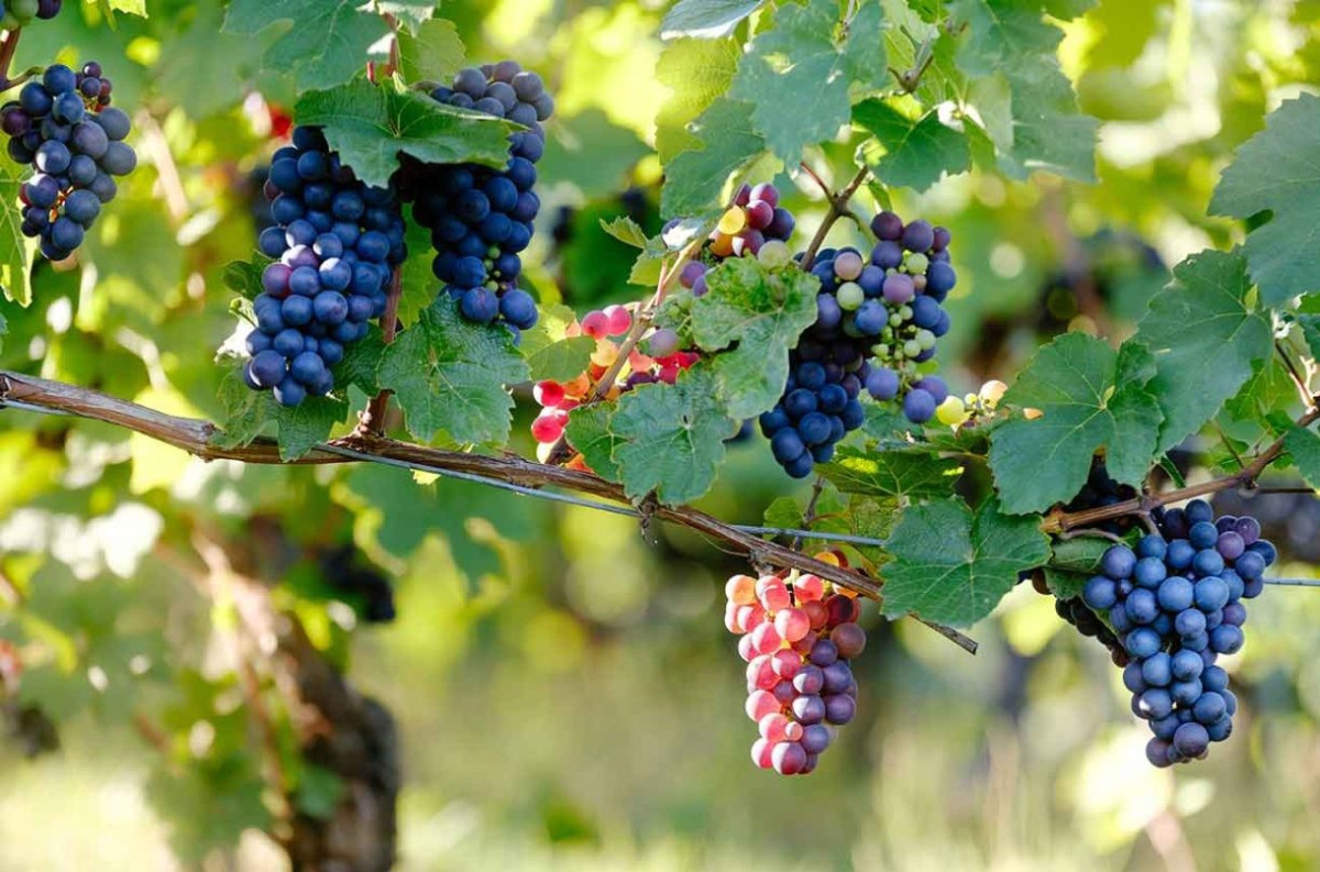 Permitted Champagne grapes - Ask Decanter