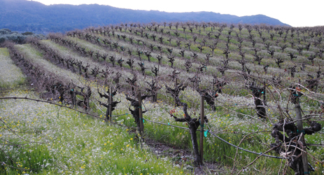 加利福尼亚葡萄酒（II）-纳帕谷，卡内罗斯和索诺玛县