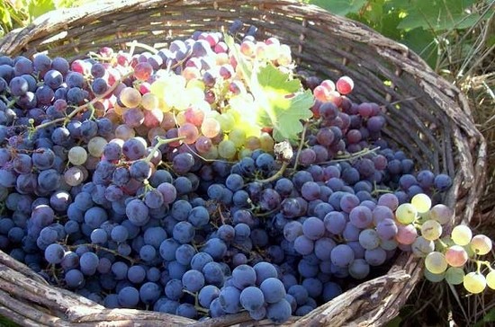 Pais grapes making a comeback Credit: Wines of Chile