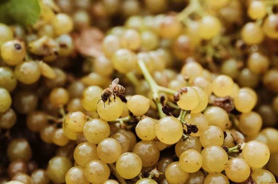 Moscato Bianco is the grape all wines made in Asti DOCG have in common.