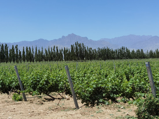 Image: Vineyards of Chateau Mihope. Credit: Sylvia Wu