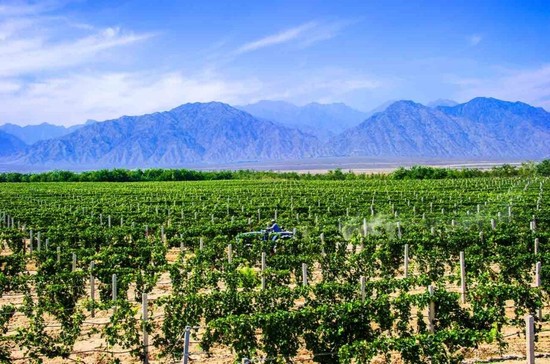 Vineyards at the foothills of Helan Mountain East, Ningxia. Credit: Ningxia Wine Bureau