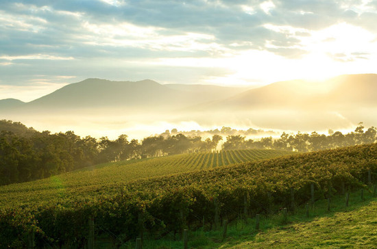 The Yarra Valley is Victoria’s oldest wine-growing region. Photos supplied by Wine Victoria.