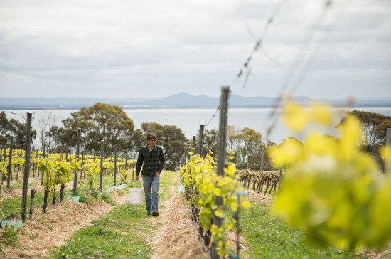 Terrindah Estate (pictured) produces Pinot Noir wines, for which Victoria’s cooler southern coast is renowned. Credit: SHERPA Projects Pty Ltd.