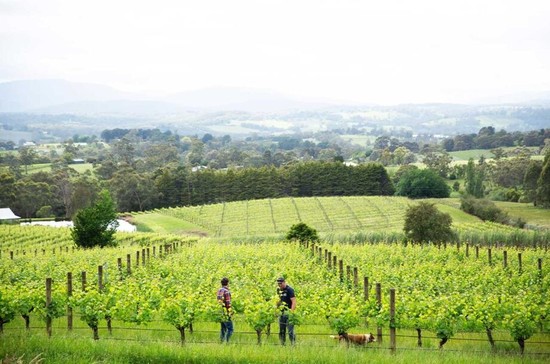 The Yarra Valley’s cool climate makes it perfect region for Chardonnay, Pinot Noir and sparkling wines, such as those grown at the Seville Estate (pictured). Credit: Dylan McMahon.