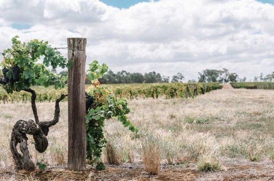 Old vines are typical in the Rutherglen region in north-eastern Victoria, which has a winemaking history of more than 140 years. Credit: Phoebe Powell.