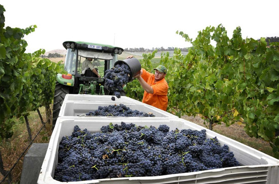 Picking Pinot Noir grapes at the renowned De Bortoli winery in the Yarra Valley, Victoria. Credit: SHERPA Projects Pty Ltd for Wine Victoria.