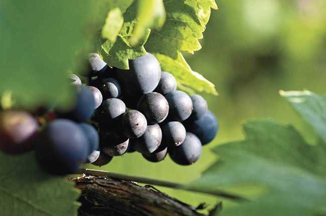 WSET Level 2: Pinot Noir grape – climatic, winery influence, most important regions
